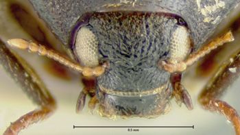 Media type: image;   Entomology 24456 Aspect: head frontal view